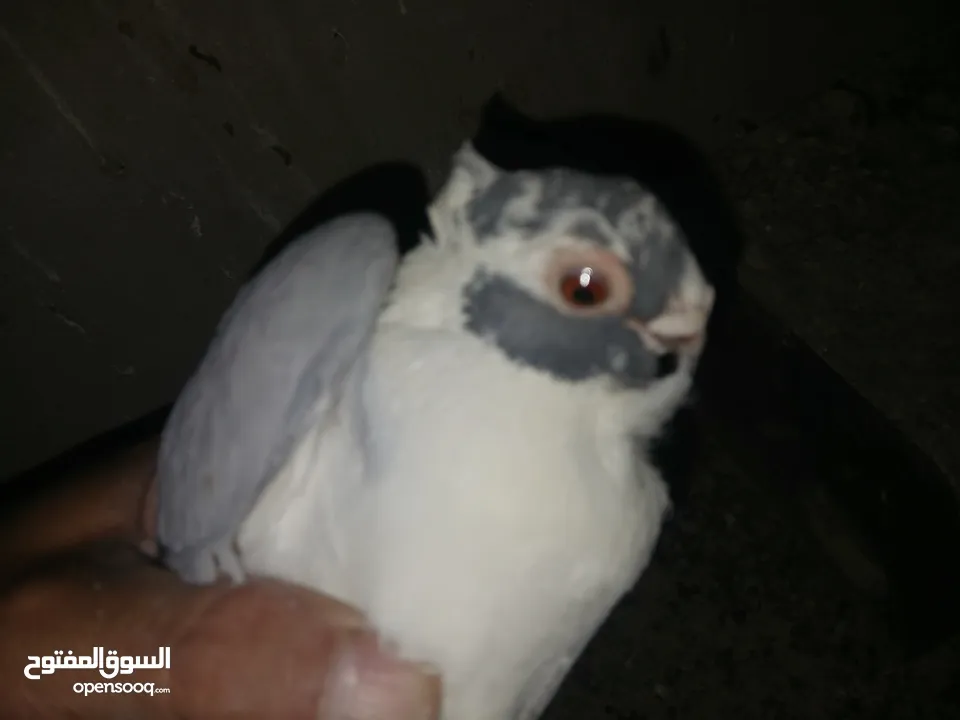 4 جواز شغاله  وفحل مكفوله للبيع دون الفراخ 35 دينار كوم