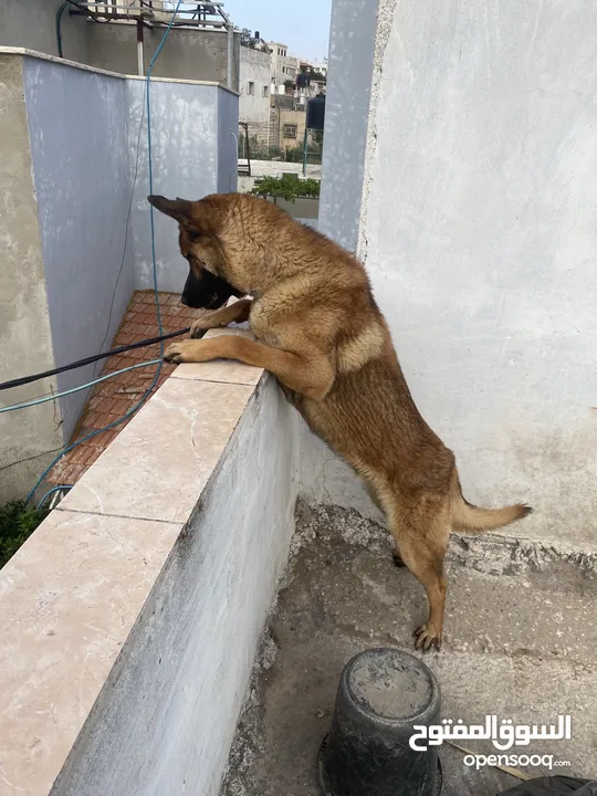 جراو ملينو اصلي من الذكر الي موجود بالصوره