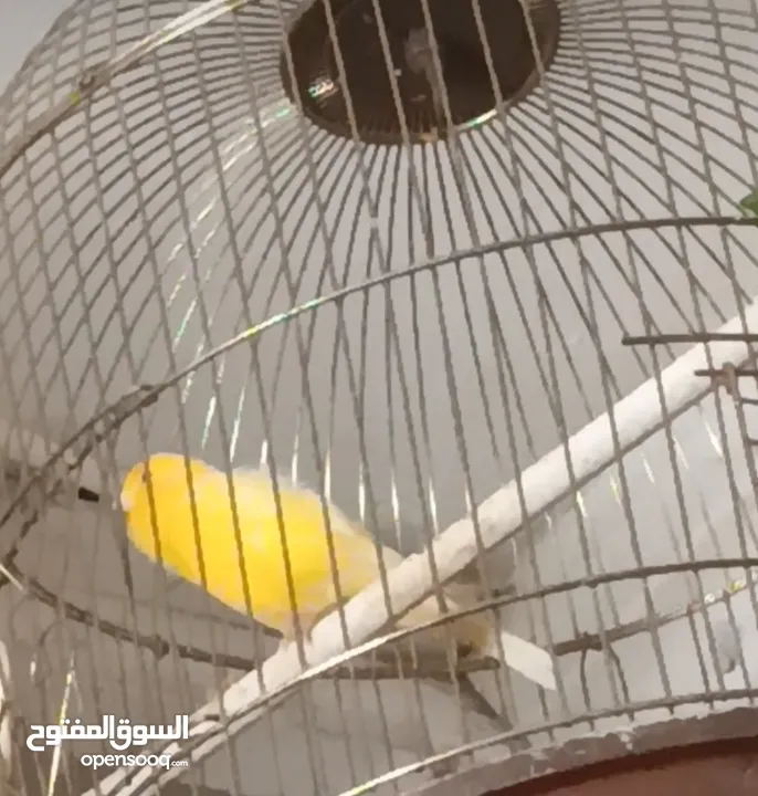 canary bird male nonstop singing very neat and healthy