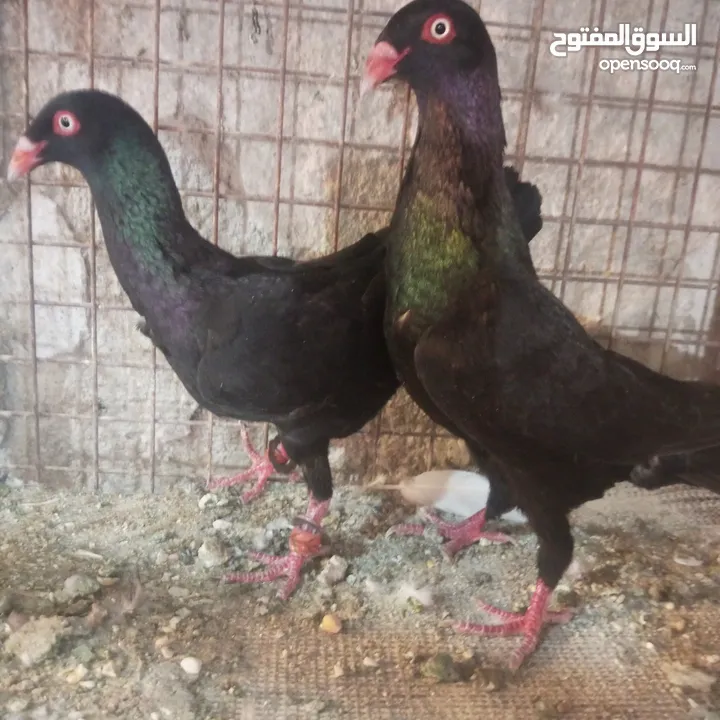 حمام للبيع