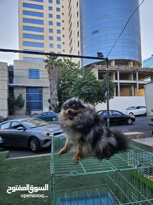 فرصة للتميز واقتناء كلب باومارينيوم نادر و مميز