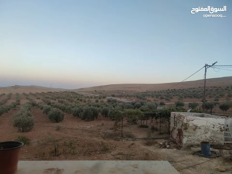 مزرعة مع بيت للبيع