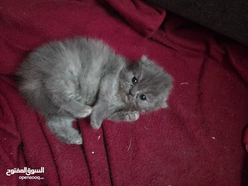 أنثى شانشيلا للبيع ...عمر شهر وونص الموقع الزرقاء الجديدة