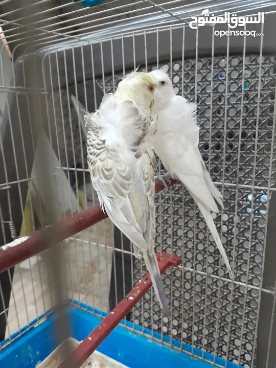 موجود جوز حب هوجو روما الفحل ابو فراخ والطيره بكريه الله يبارك لصاحب النصيب