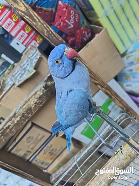 ببغاء دره لون ازرق طفره