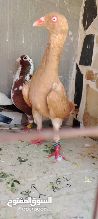 خمس فحول ضرب