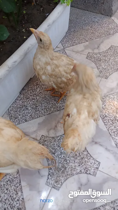 اربع دجاجات للبيع