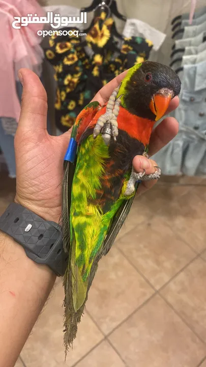 ببغاء الوري محجله الطائره حلوه