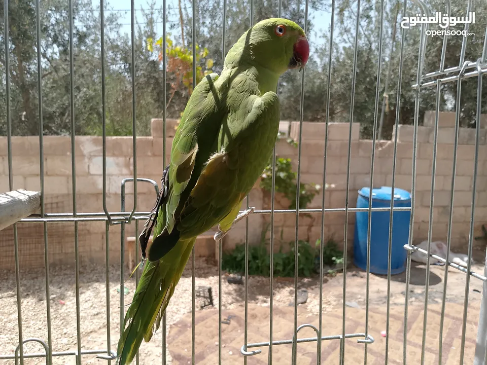 طيور مشكله شغاله للبيع اقرا الوصف