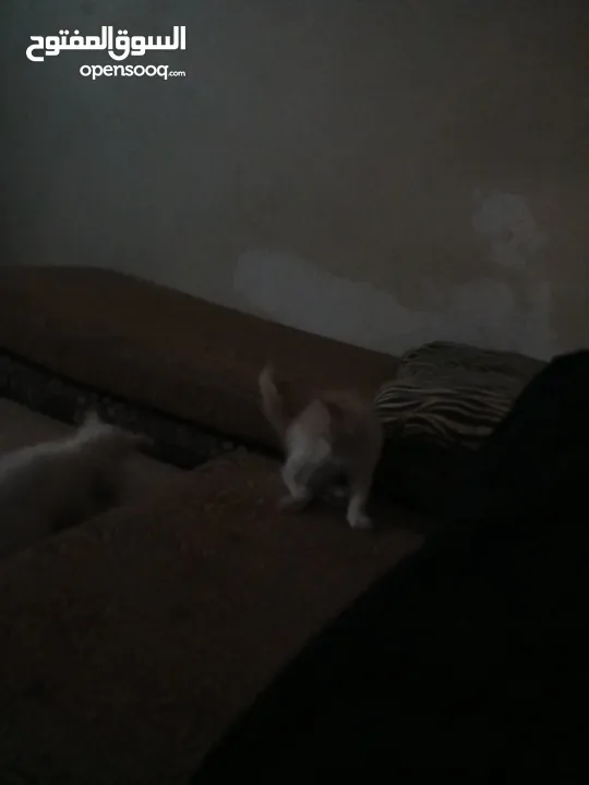 بسس للتبني ثلاث بسس