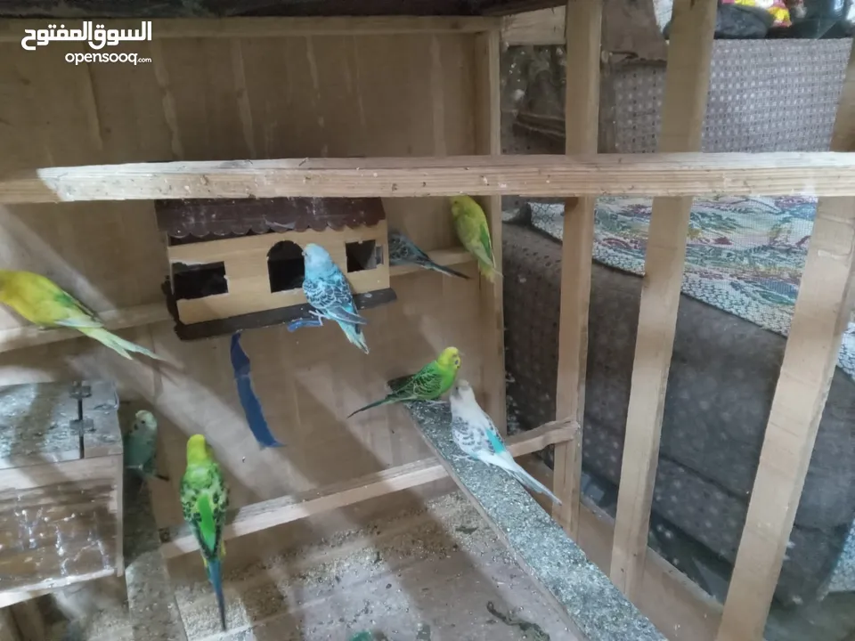 طيور الحب نوع البادجي بأحلى الألوان والأصوات