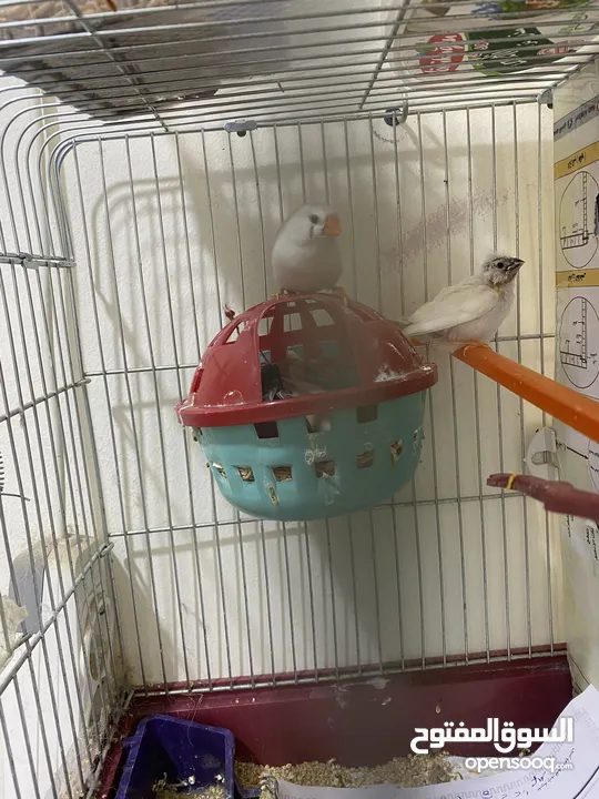 طيور جنه للبيع الام واولادها
