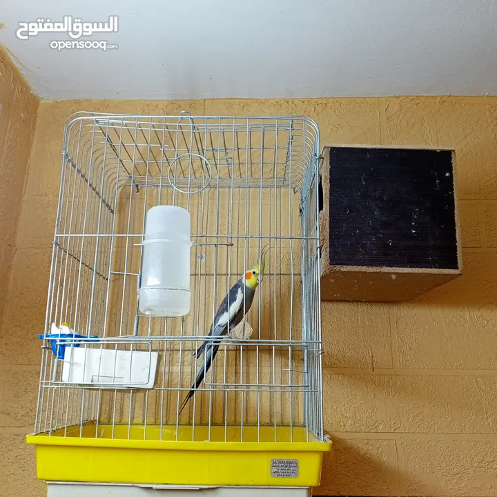 جوز كوكتيل نخب تحتهم بيض مع قفص كاسكو حجم كبير سعر حررررق