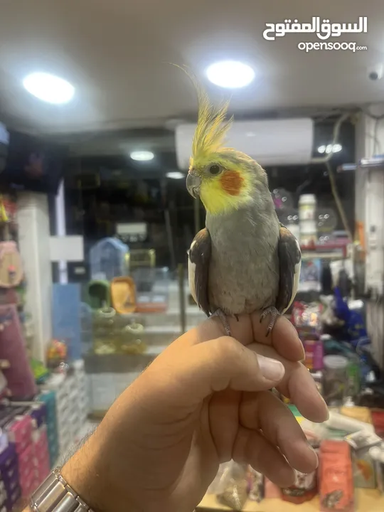 كوكتيل اليف فحل عليه عرض