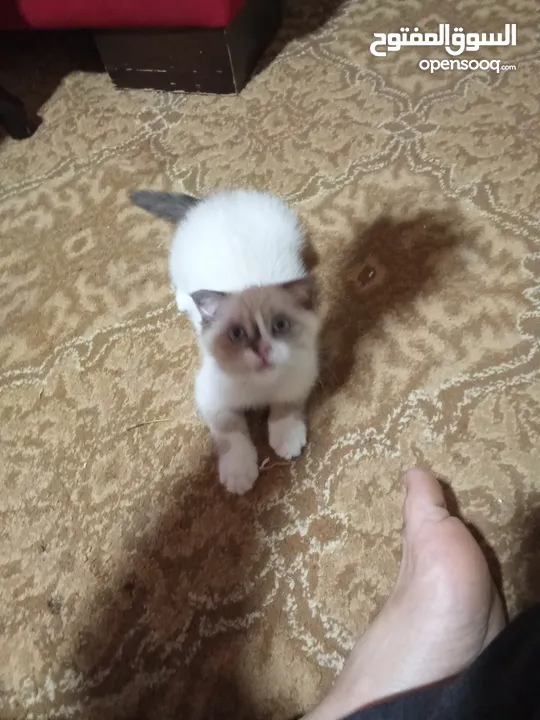 قط سكوتش فولد للبيع