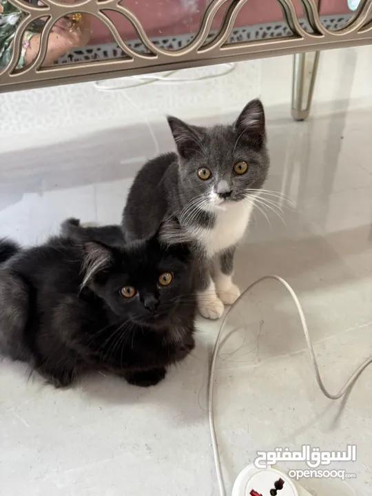 Scottish Persian kittens