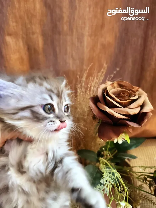 قط شيرازي-هيمالايا للبيع