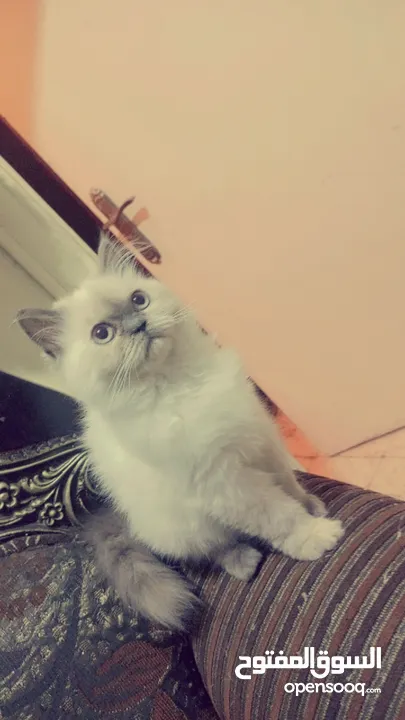 انثى شيراز هملايا عمر شهرين وذكر هملايا اورانج عمر 3شهور