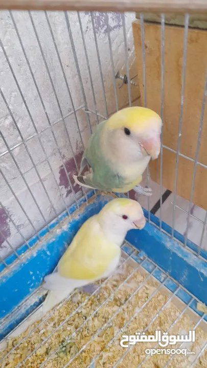 جوز روز منتج حجم و صحه و نظافه و ريش