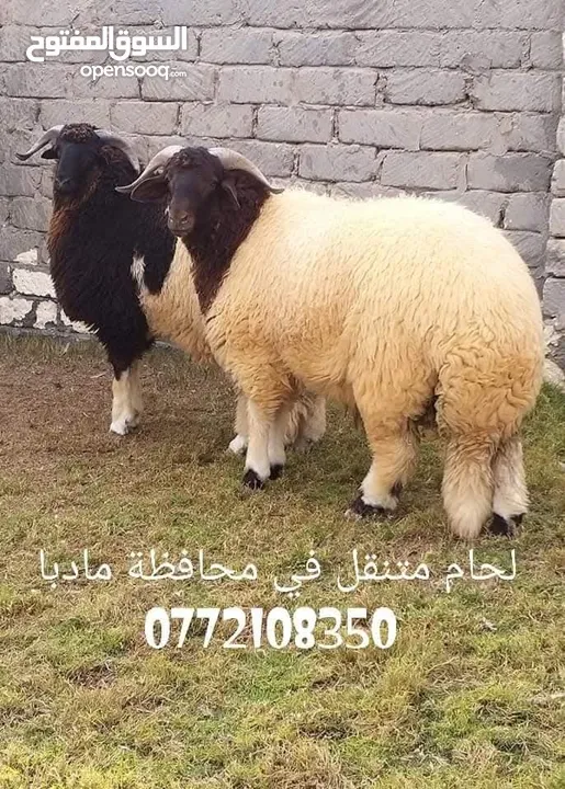 لحام جزار متنقل داخل مادبا وضواحيها