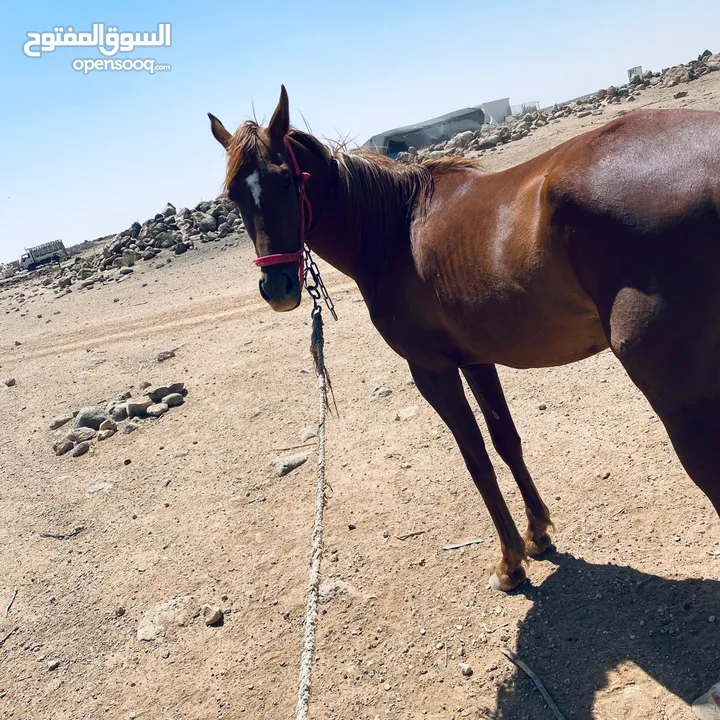 خيل لبيع العمر سنتين