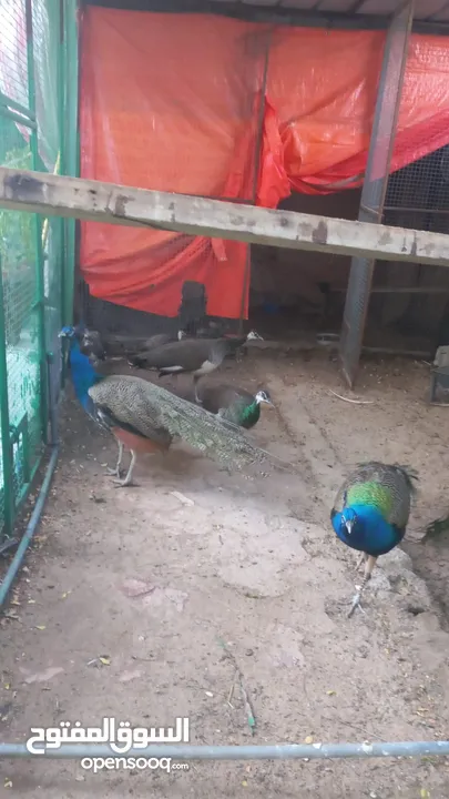 طاووس  للبيع