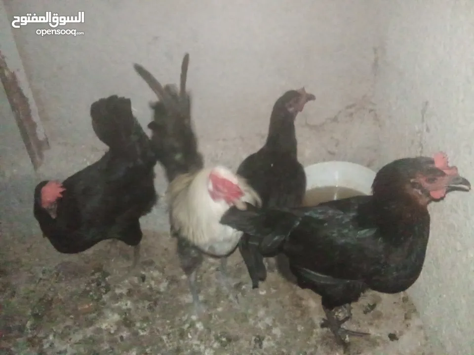 دجاج بلدي بياض للبيع