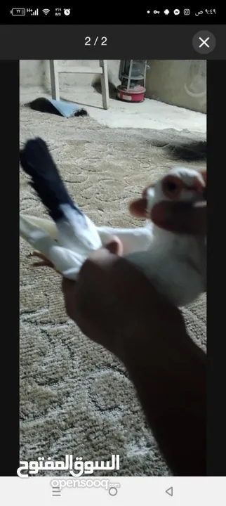 فحل كويز  اسود عبارة عن لعبه