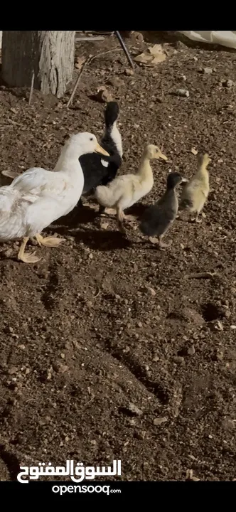 بط من صغير لا كبير الي بدك اياه اشي فخم
