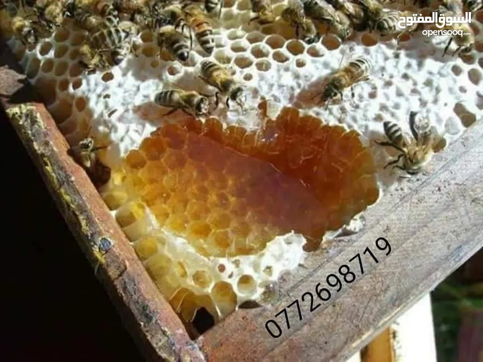 عسل طبيعي بلدي اصلي مضمون ومكفول 100٪؜ من مناحلنا