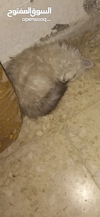 قط هملايا للبيع