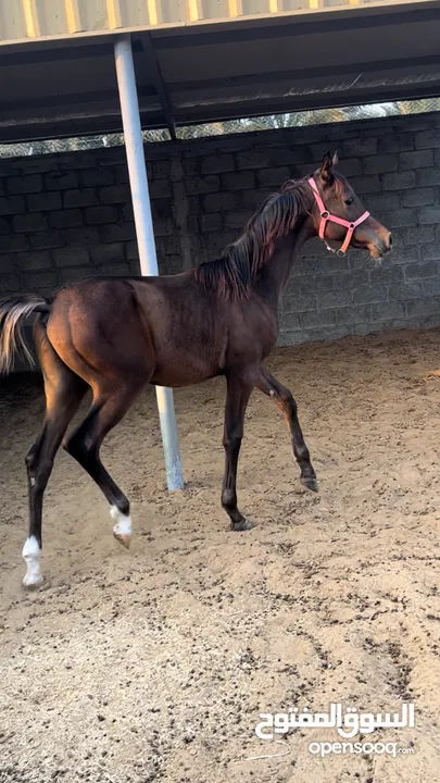 خيل عربي مميز Arabic horse