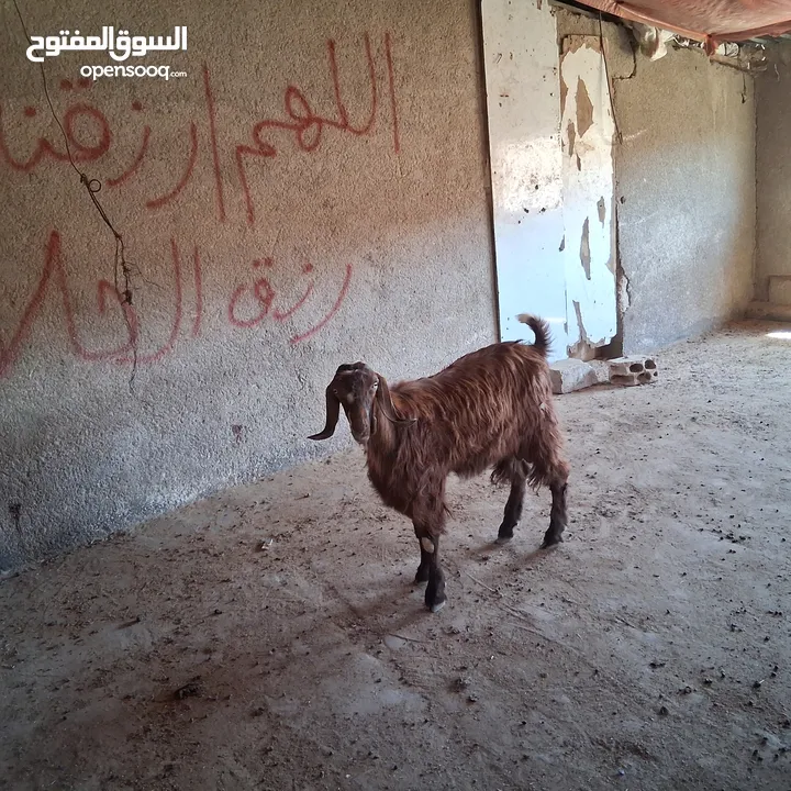 سخلة للبيع وتيس عمره قريب السنه للبيع