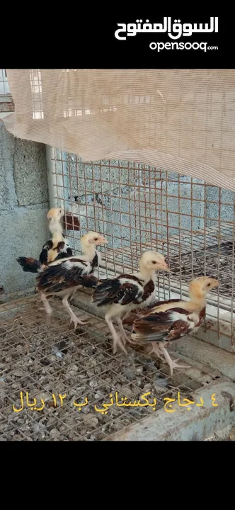 بيع دجاج باكستاني عدد 5