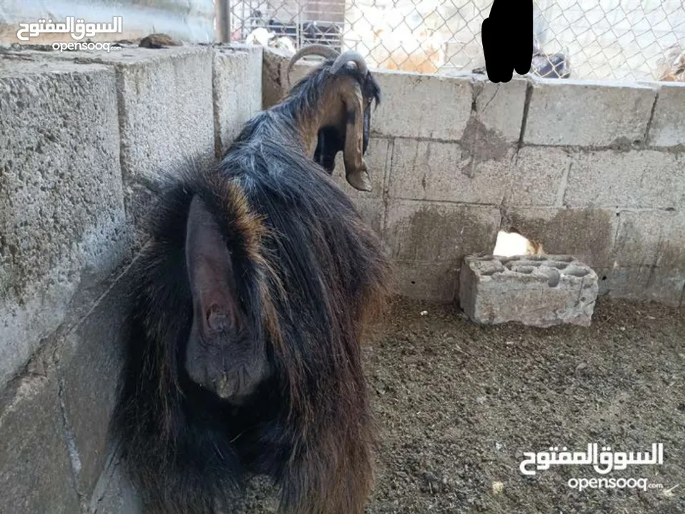 عنز للبيع ثالث ولده