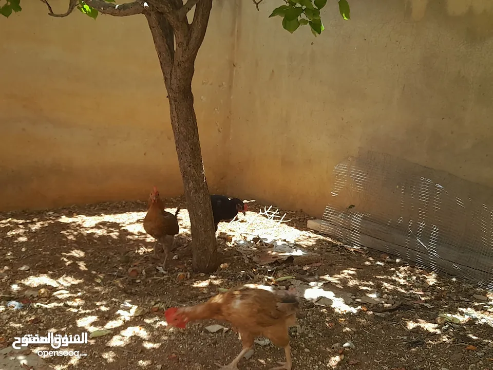 دجاج بلدي للبيع بياض