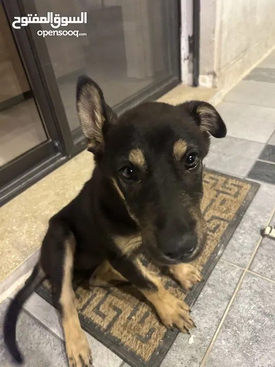 mix german shepherd and rottweiler 4 months old جرمن تشبير مكس روت ويلير العمر أربع شهور