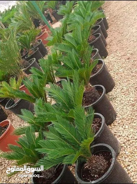 اشجار الزينه والوزيات وحمضيات
