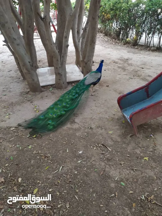 ملك طيور الزينة للبيع طاووس هندي بـ سعر مغري
