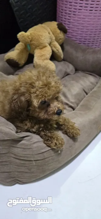 toy poodle