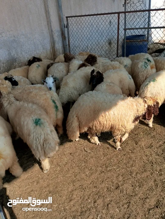 ذبيح للبيع طيبه سمان عزيمه ثلاجه خرفان طيبة هرفي جذع وتساب اتصال لتوصيل جميع مناطق قطر سوري بلدي