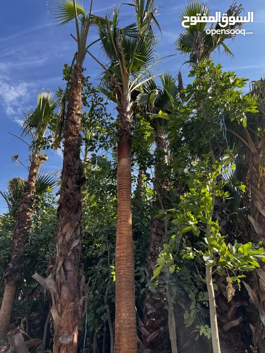 Palm Trees &  Washingtonian palm