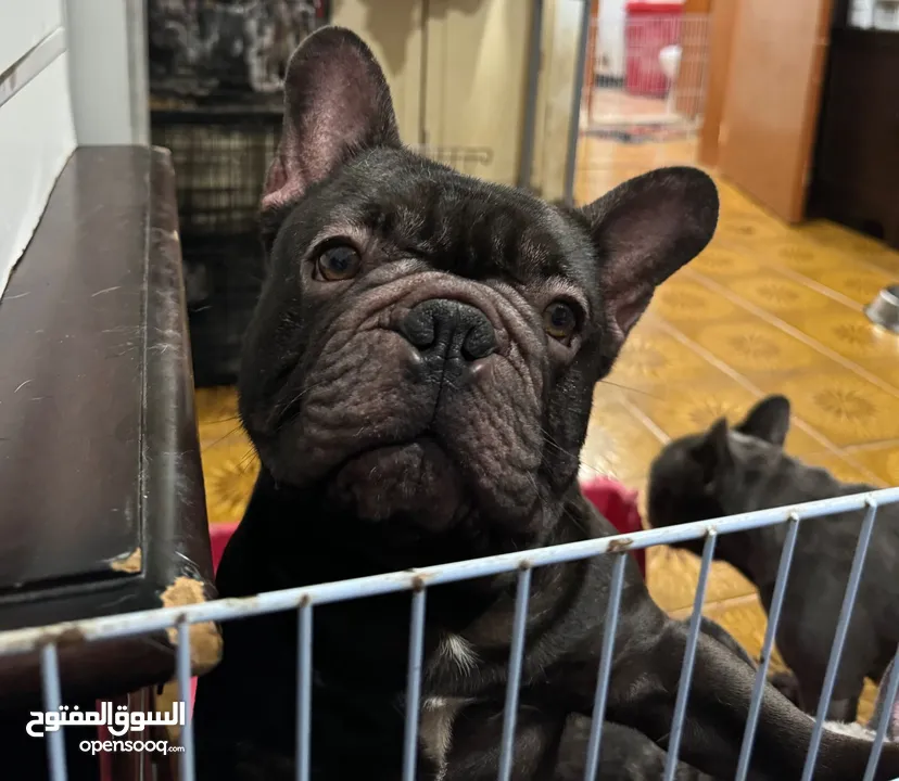 فرنش بولدوج - French Bulldog