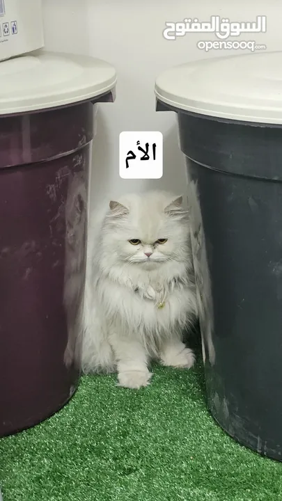 انثى عمر شهرين