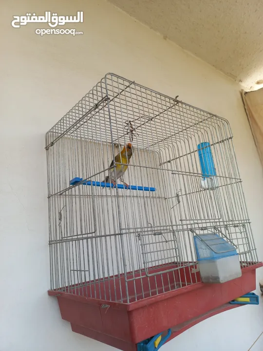 بندوق مسمع حسون للبيع