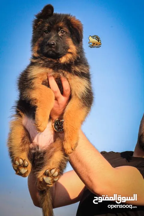 جراء جيرمن شيبرد شولاين لونغ هير Vom Meastro Kennel Jordan