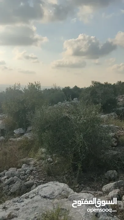 قطعة ارض مطلة عالساحل