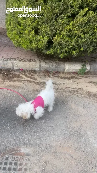 كلب ذكر مالتيز للبيع عمر خمس شهور