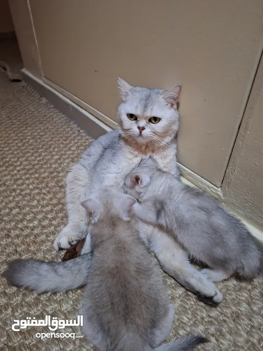 kittens for sale 60 days old    Scottish.