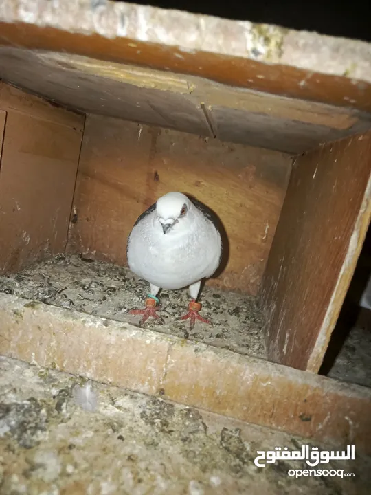 طيور حمام للبيع